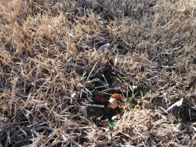 DSCF7096